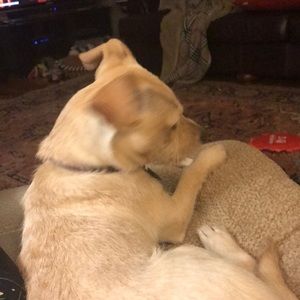 Meet your Posher, Suzette